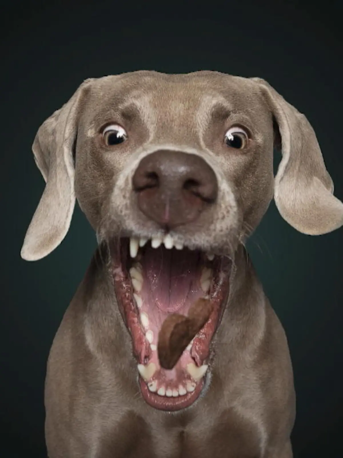 Bild zu: "Hungrige Hunde vor der Linse"