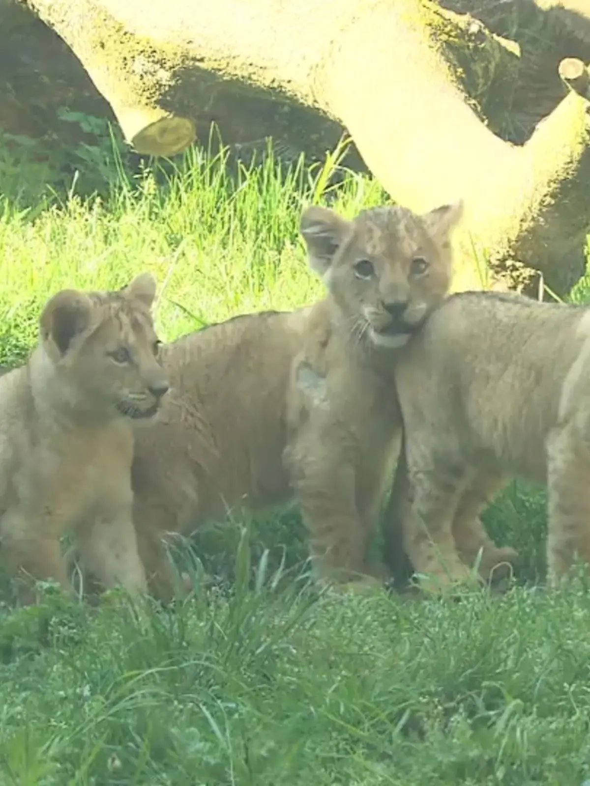Neugierig sind sie, 

aber auch noch ein bisschen schüchtern. 
Im Zoo-Hannover ist der süße Berberlöwen-Nachwuchs auf Erkundungstour im Außengehege
  Melvin Henning, Tierpfleger 
"Klar, sie waren super neugierig, standen an den Scheiben, mussten erst einmal gucken, ah was sind das denn für Leute, was haben die denn für Sachen in der Hand. Und auch Zara, sie ist auch relativ entspannt geblieben. Weil die guckt ja immer nach was ihre Kinder so treiben und will sie auch so ein bisschen verteidigen."
Die drei kleinen Löwen kamen im Februar in Hannover zur Welt. 
Mittlerweile sind die zwei Mädchen und ihr Bruder drei Monate alt, 10 Kilo schwer und kerngesund. Und ab sofort mit Sicherheit ein neuer Publikumsliebling im Zoo Hannover.