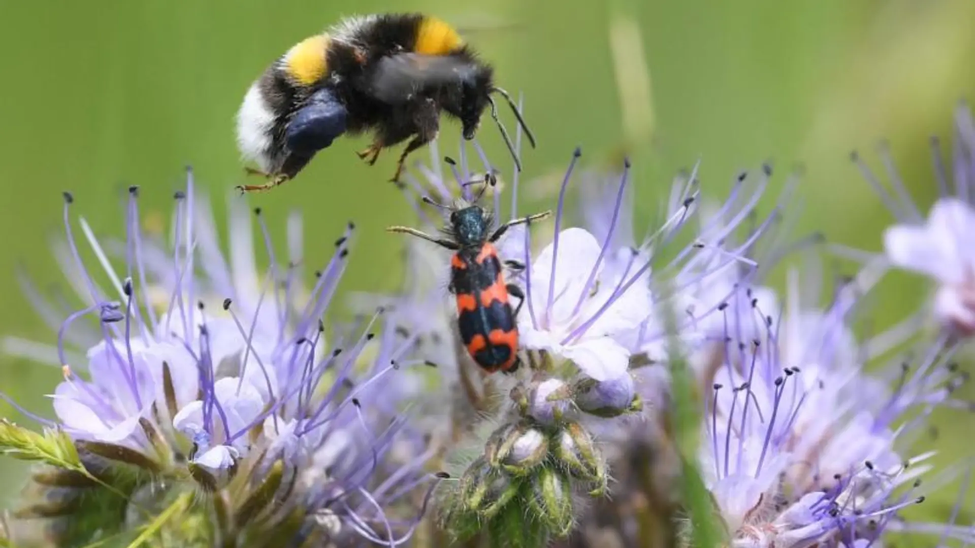 Hummel