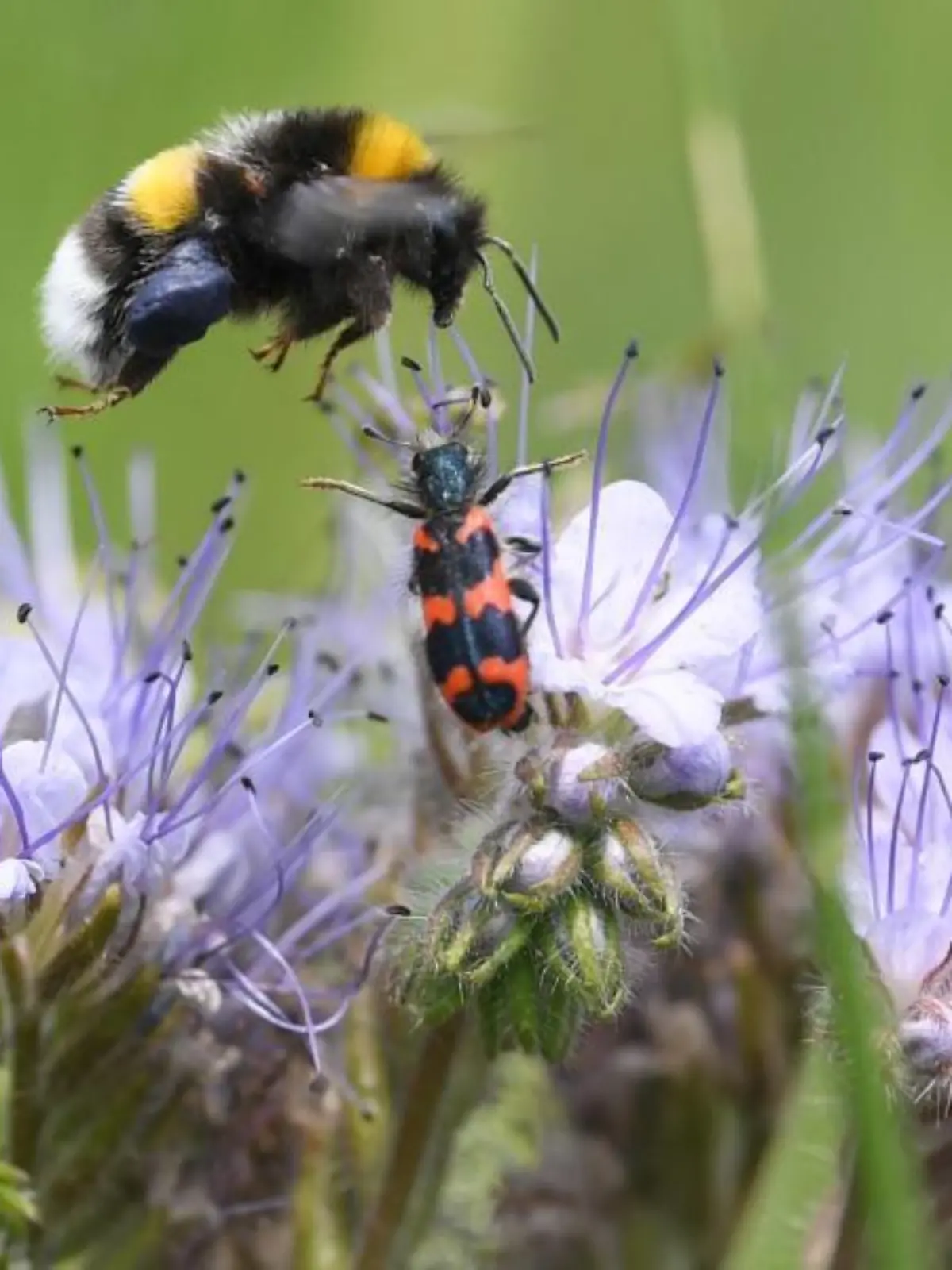 Hummel