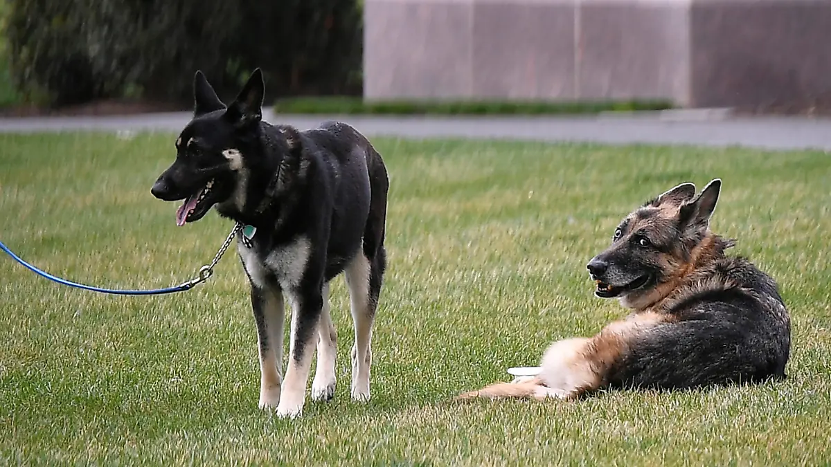 FILE - In this March 31, 2021, file photo President Joe Biden and first lady Jill Biden's dogs Champ, right, and Major are seen on the South Lawn of the White House in Washington. President Joe Biden announced Saturday, June 19, that Champ, the family’s elder dog, passed away at “peacefully at home” at 13 years old. (Mandel Ngan/Pool via AP, File)
