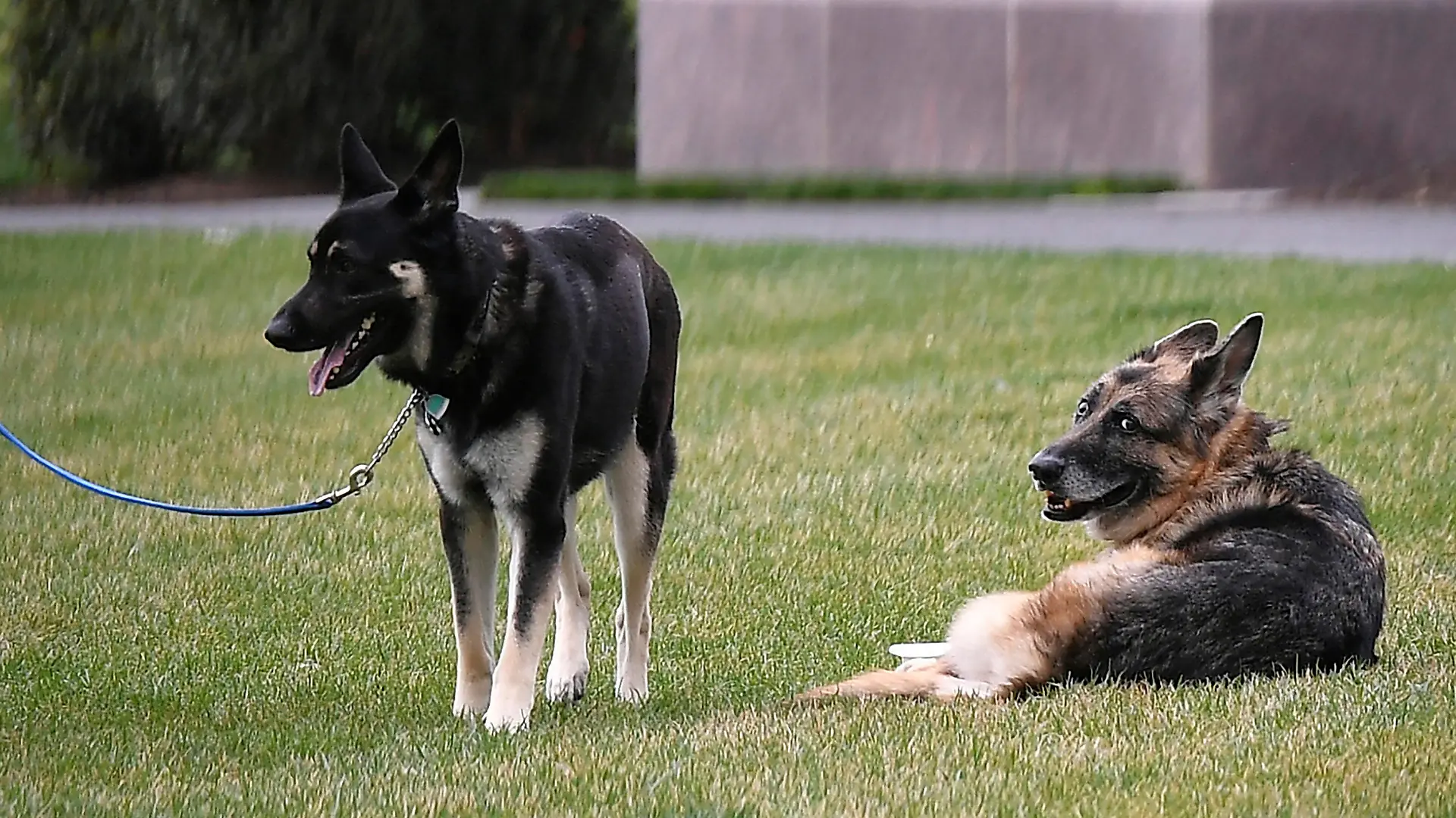 FILE - In this March 31, 2021, file photo President Joe Biden and first lady Jill Biden's dogs Champ, right, and Major are seen on the South Lawn of the White House in Washington. President Joe Biden announced Saturday, June 19, that Champ, the family’s elder dog, passed away at “peacefully at home” at 13 years old. (Mandel Ngan/Pool via AP, File)