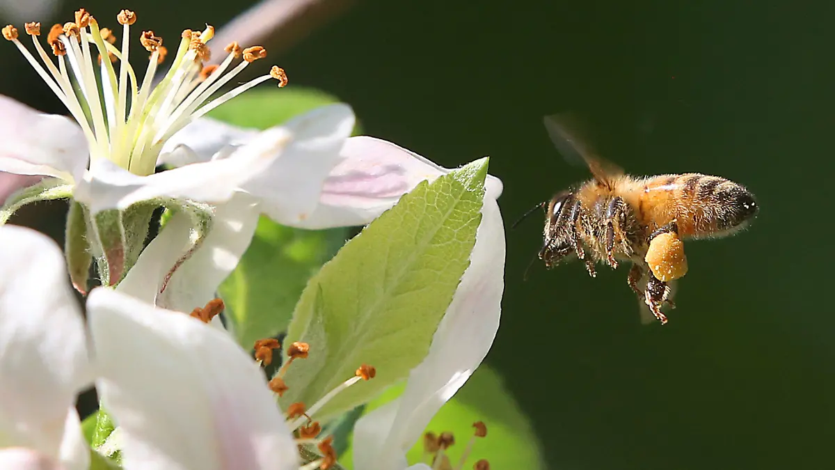 15.05.2021, Berlin: Eine Honigbiene mit prallen Pollenhöschen fliegt die Blüte eines Apfelbaums an, um Nektar zu sammeln und die Blüten zu bestäuben. Am 20. Mai 2021 ist Weltbienentag. Foto: Wolfgang Kumm/dpa +++ dpa-Bildfunk +++