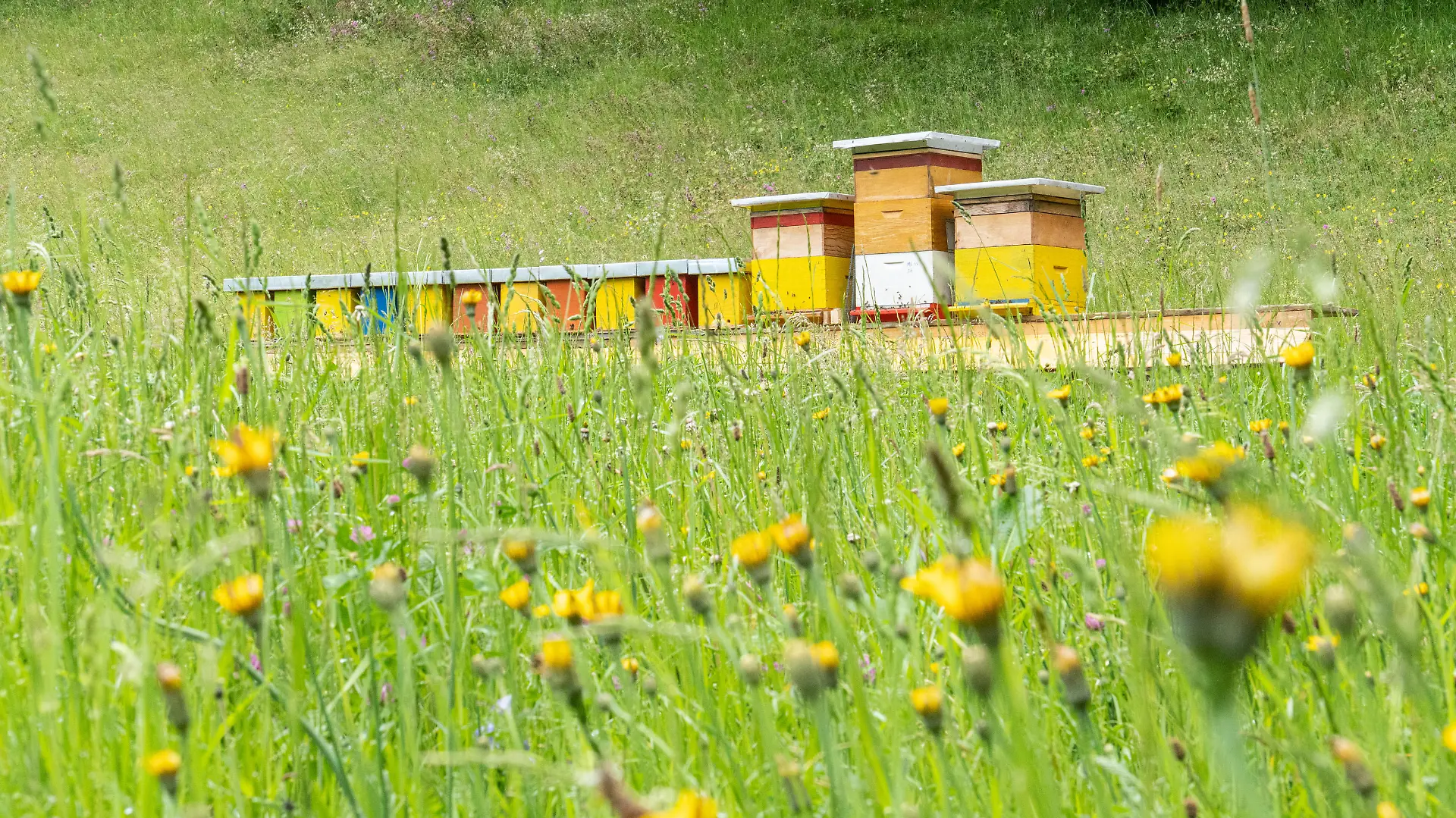 07.06.2021 / bunter Bienenstock aus Holz auf einer Blumenwiese in Ampass, Tirol, Österreich, Austria / Magazinbeuten, Bienenstöcke / Biene, Bienen, Honigbienen, Honigbiene Apis mellifera / Wildblumenwiese, Bienenwiese, Wiese *** 07 06 2021 colorful wooden beehive on a flower meadow in Ampass, Tyrol, Austria magazine hives, hives bee, bees, honey bees, honey bee Apis mellifera wildflower meadow, bee meadow, meadow
