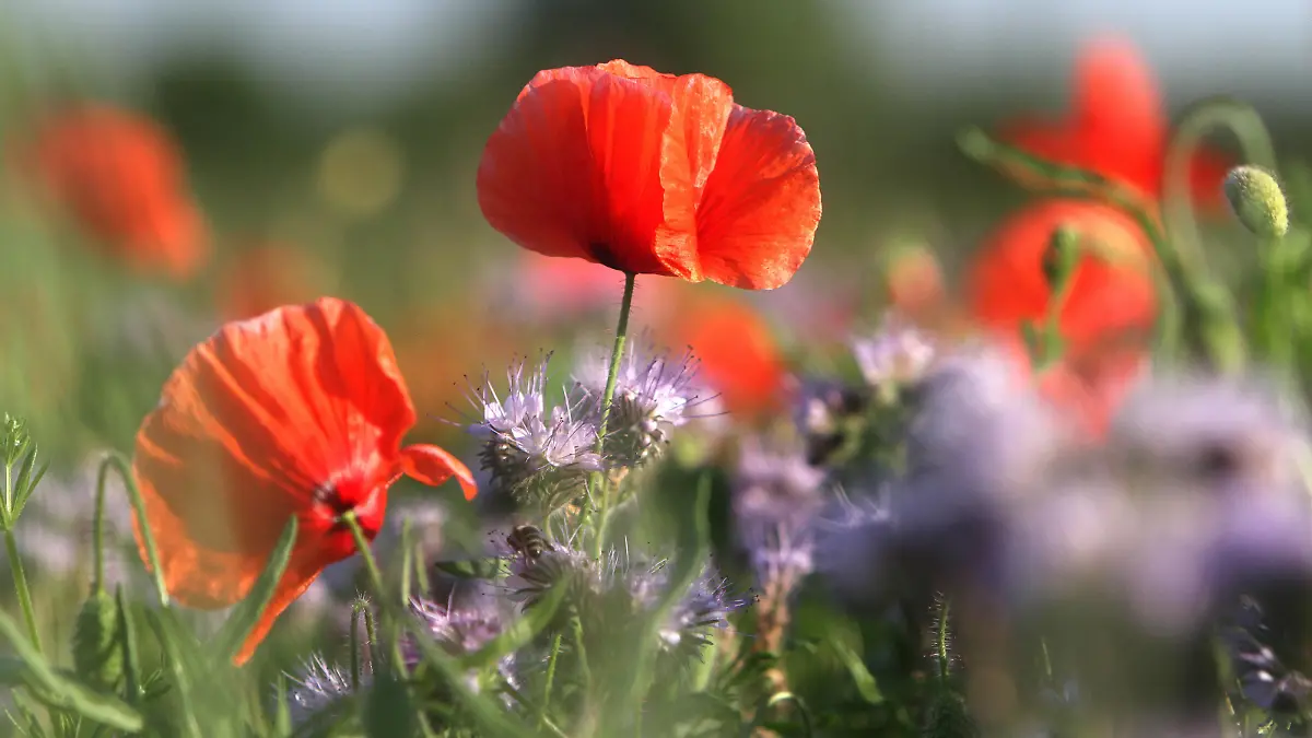 Creative Highlights World Klatschmohn Papaver rhoeas, auch Mohnblume oder Klatschrose genannt, blüht mit Bienenfreund Phacelia tanacetifolia, auch Rainfarn-Phazelie oder Büschelschön genannt auf einer Wildblumenwiese in Hofheim, Hessen, Deutschland *** Corn poppy Papaver rhoeas , also called poppy or corn rose, blooms with bee friend Phacelia tanacetifolia , also called tansy phacelia or tussock beauty in a wildflower meadow in Hofheim, Hesse, Germany