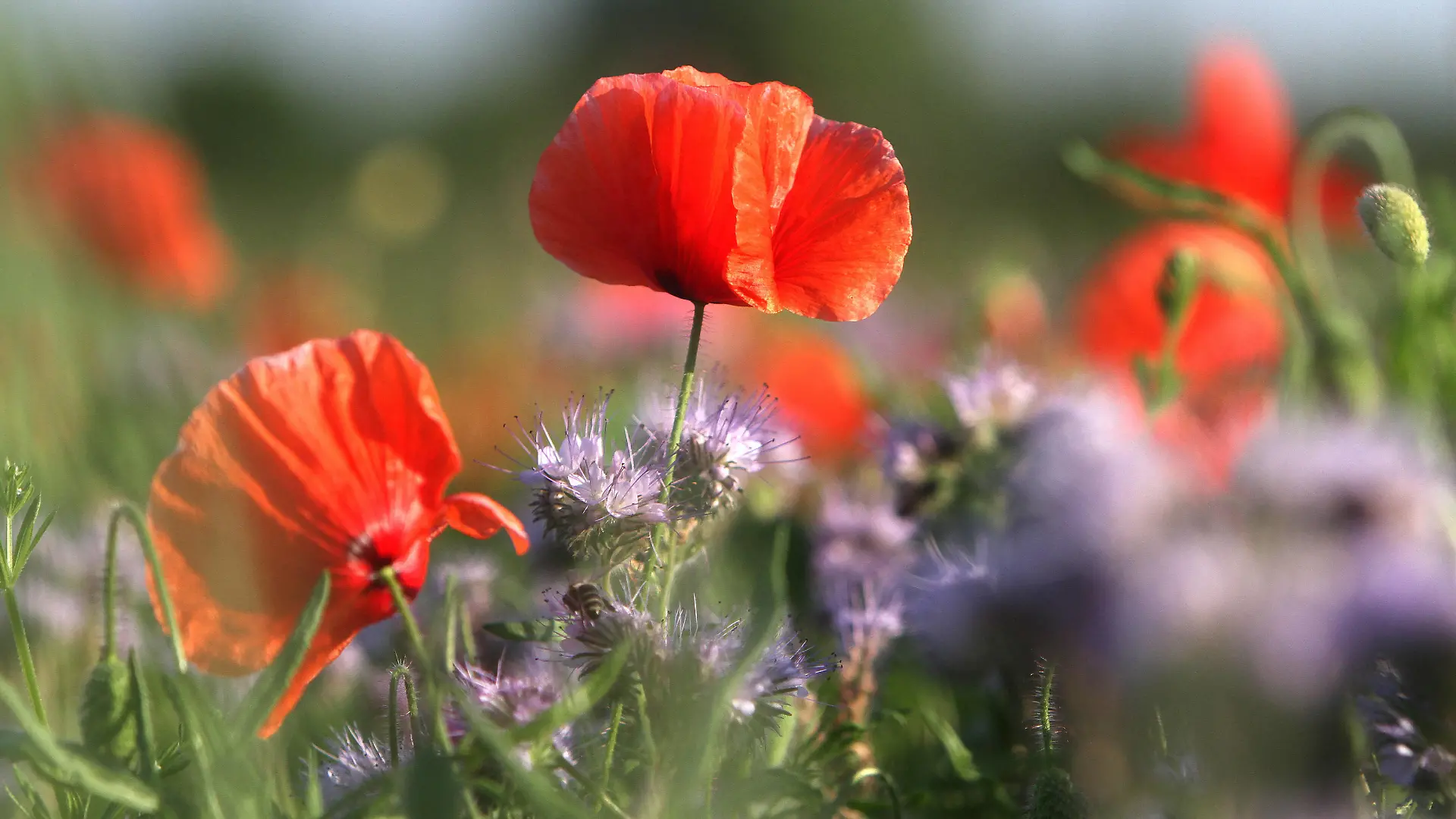Creative Highlights World Klatschmohn Papaver rhoeas, auch Mohnblume oder Klatschrose genannt, blüht mit Bienenfreund Phacelia tanacetifolia, auch Rainfarn-Phazelie oder Büschelschön genannt auf einer Wildblumenwiese in Hofheim, Hessen, Deutschland *** Corn poppy Papaver rhoeas , also called poppy or corn rose, blooms with bee friend Phacelia tanacetifolia , also called tansy phacelia or tussock beauty in a wildflower meadow in Hofheim, Hesse, Germany