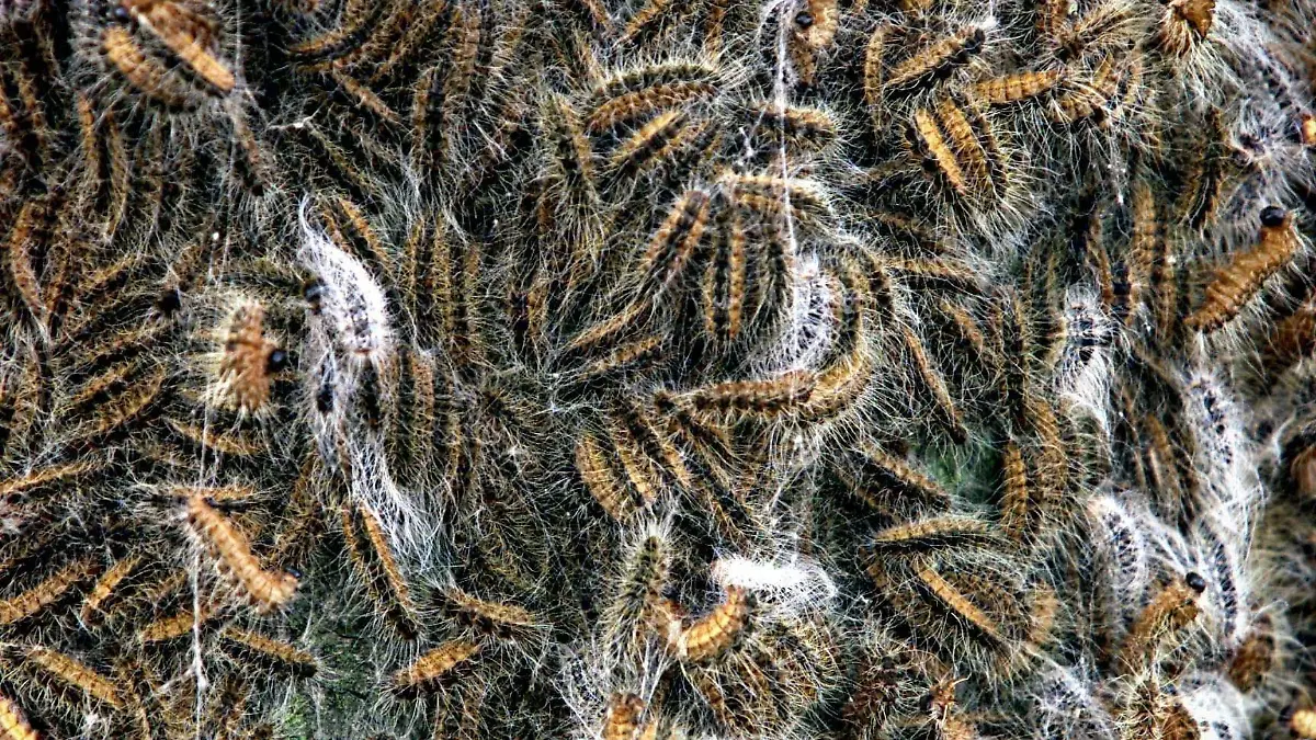 (2001): The Oak Procession Moth (Eichenprozessionsspinner) has crossed the border with Germany. The area in which the caterpillar can be found has become bigger. However the concentration of caterpillars on most of the locations is smaller than in previous years. It is still unclear in what way the caterpillar will cause trouble. The caterpillar causes trouble in the Dutch provinces Brabant and Limburg for 15 years already. The insect now also appeared in the Dutch provinces Gelderland, Utrecht and Overijssel and here and there over the border with Germany. The nuisance is mainly caused by the hairs of the caterpillar. Each insect has around 700.000 to a million. ANP FOTO/ROBIN UTRECHT +++(c) dpa - Report+++