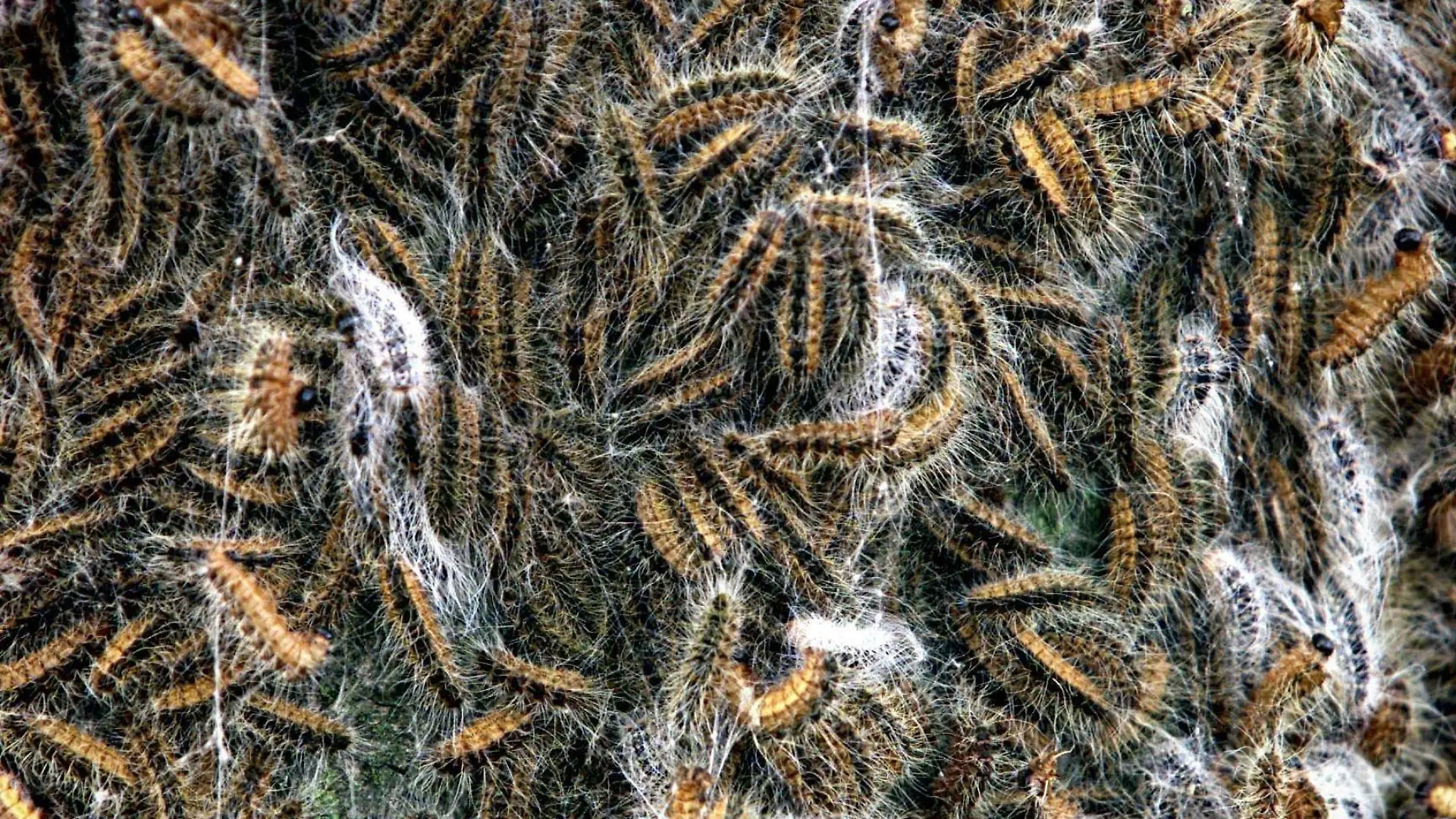 (2001): The Oak Procession Moth (Eichenprozessionsspinner) has crossed the border with Germany. The area in which the caterpillar can be found has become bigger. However the concentration of caterpillars on most of the locations is smaller than in previous years. It is still unclear in what way the caterpillar will cause trouble. The caterpillar causes trouble in the Dutch provinces Brabant and Limburg for 15 years already. The insect now also appeared in the Dutch provinces Gelderland, Utrecht and Overijssel and here and there over the border with Germany. The nuisance is mainly caused by the hairs of the caterpillar. Each insect has around 700.000 to a million. ANP FOTO/ROBIN UTRECHT +++(c) dpa - Report+++