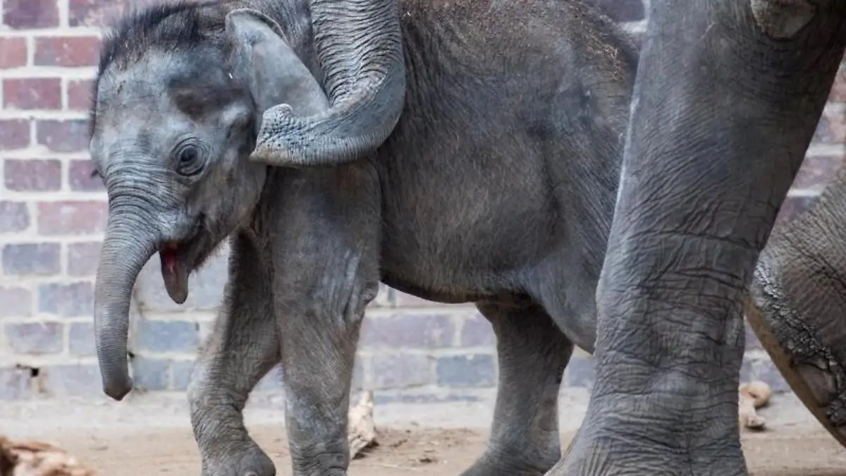 Elefantenbulle Kiran im Leipziger Zoo verstorben