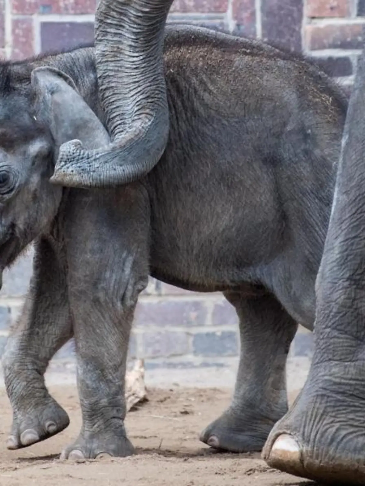 Elefantenbulle Kiran im Leipziger Zoo verstorben