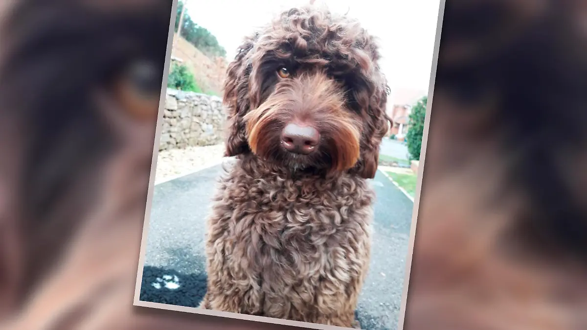 Der braune Labradoodle Digby aus Großbritannien kommt vor allem als Therapiehund zum Einsatz.