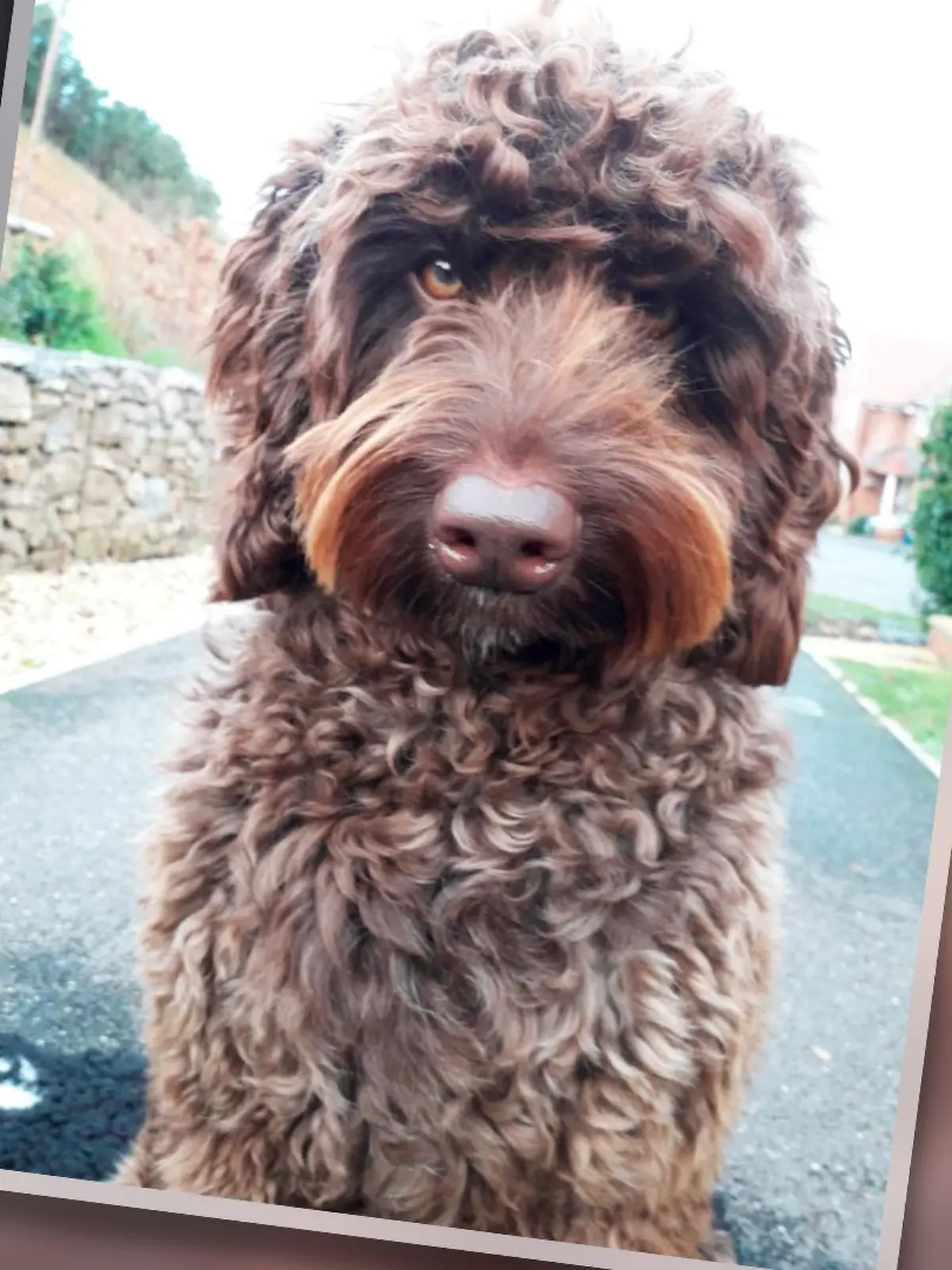 Der braune Labradoodle Digby aus Großbritannien kommt vor allem als Therapiehund zum Einsatz.