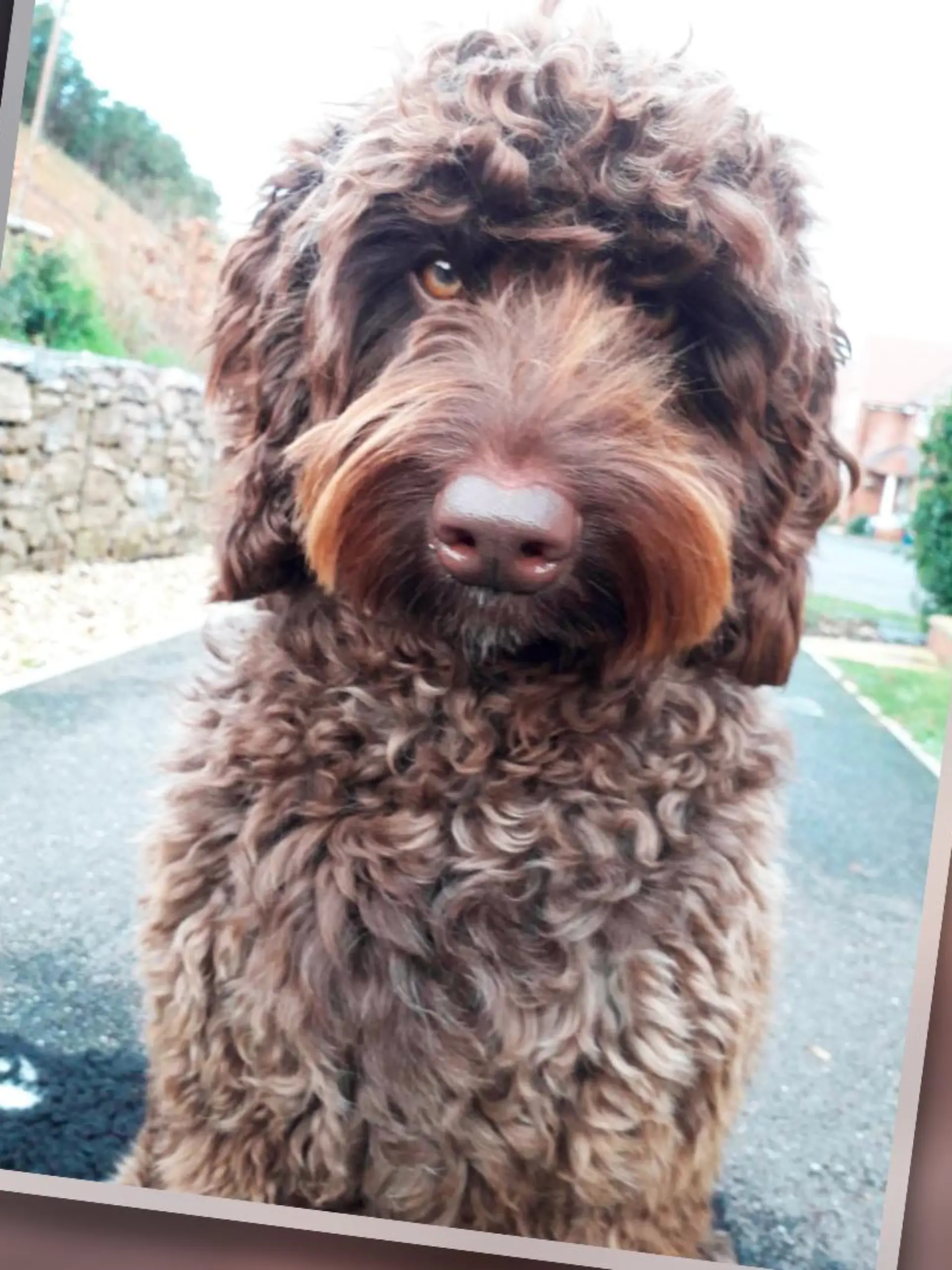 Der braune Labradoodle Digby aus Großbritannien kommt vor allem als Therapiehund zum Einsatz.