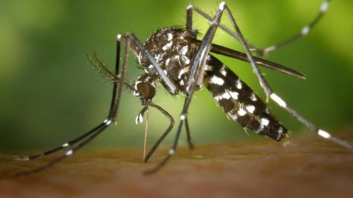Eine Asiatische Tigermücke. Foto: James Gathany/Centers for Disease Control and Prevention's/Archiv