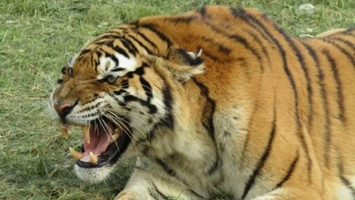 Siberischer Tiger