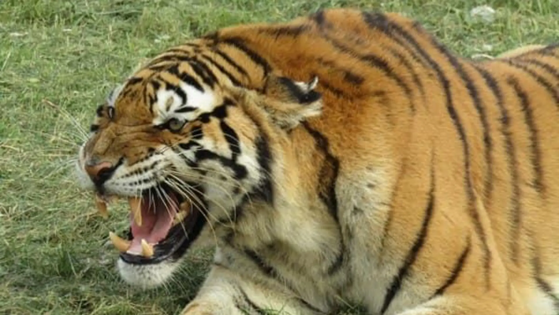 Siberischer Tiger