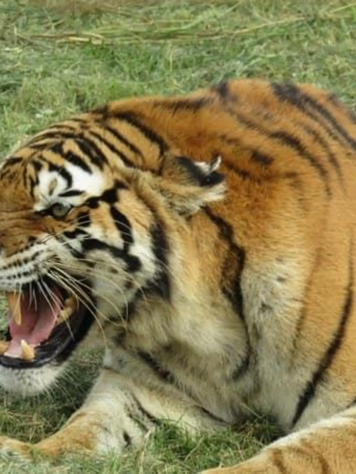 Siberischer Tiger