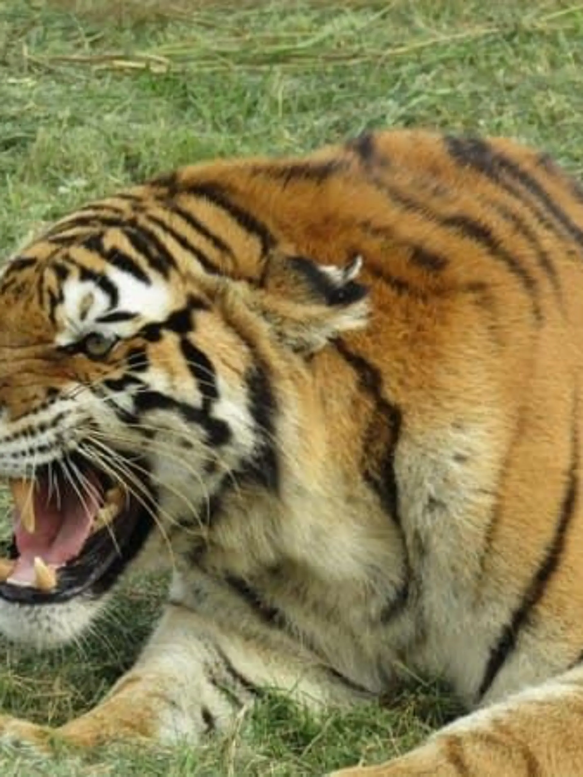 Siberischer Tiger