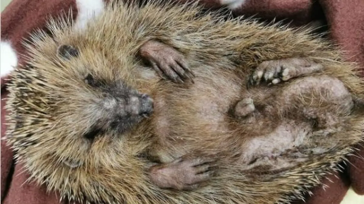 Igel Mähroboter