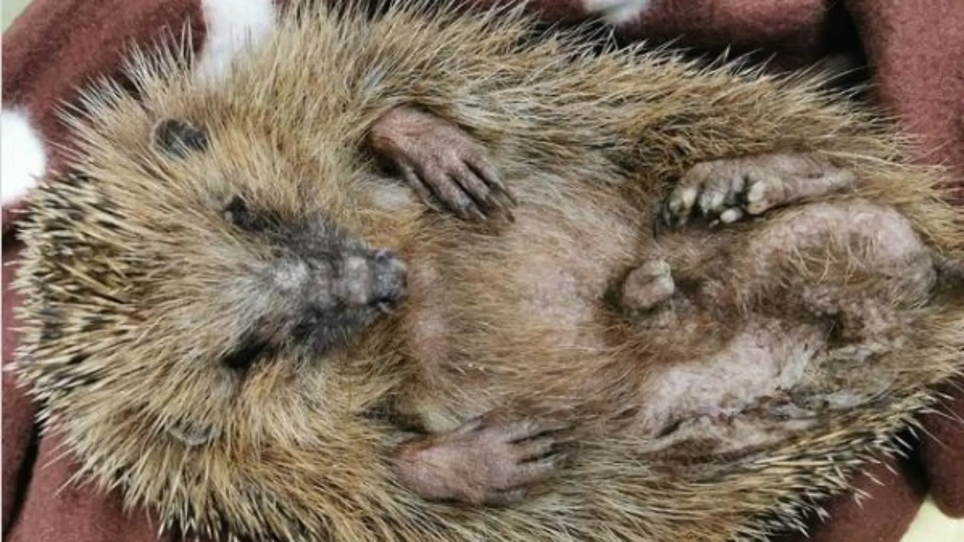 Igel Mähroboter