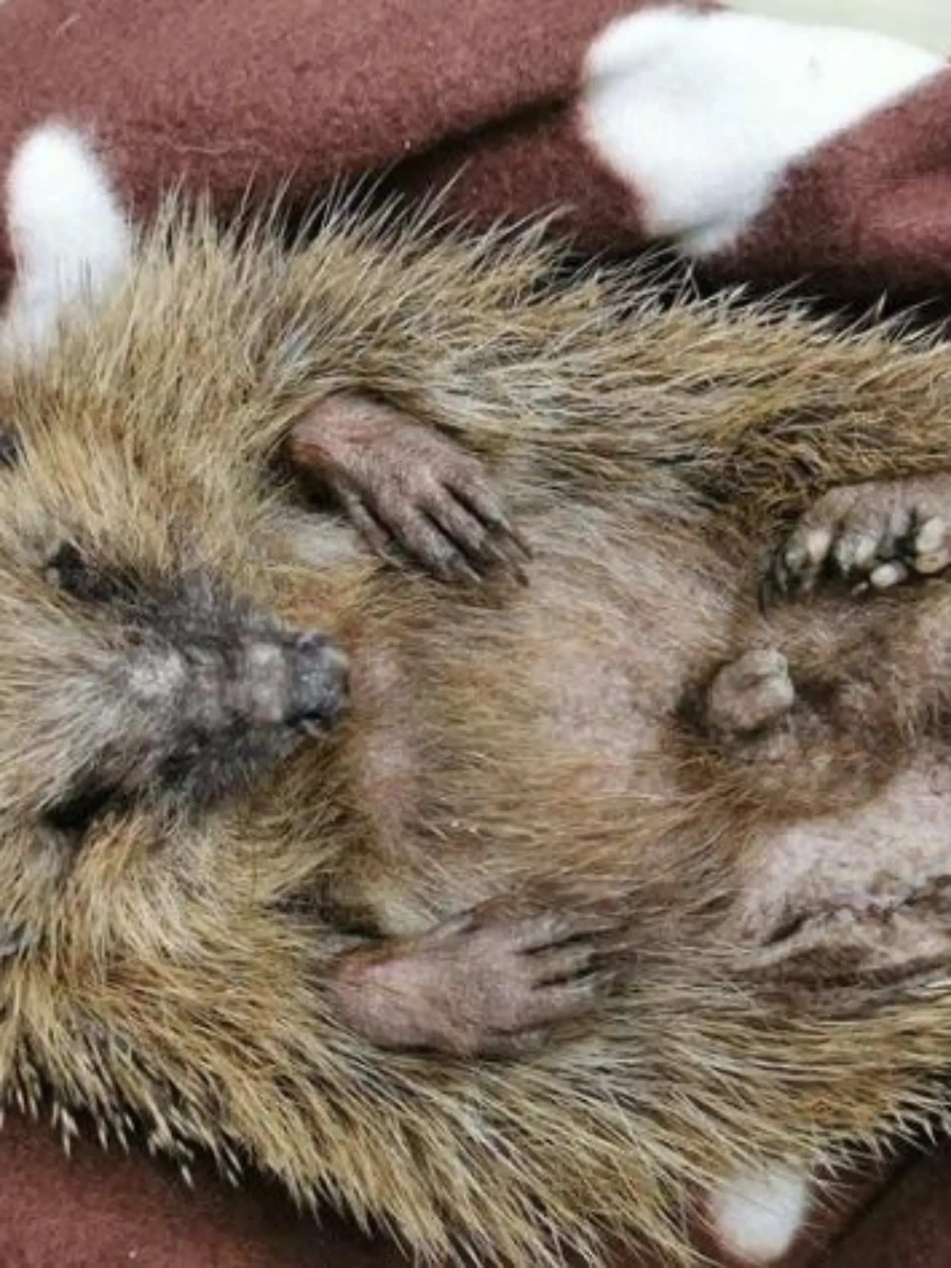 Igel Mähroboter