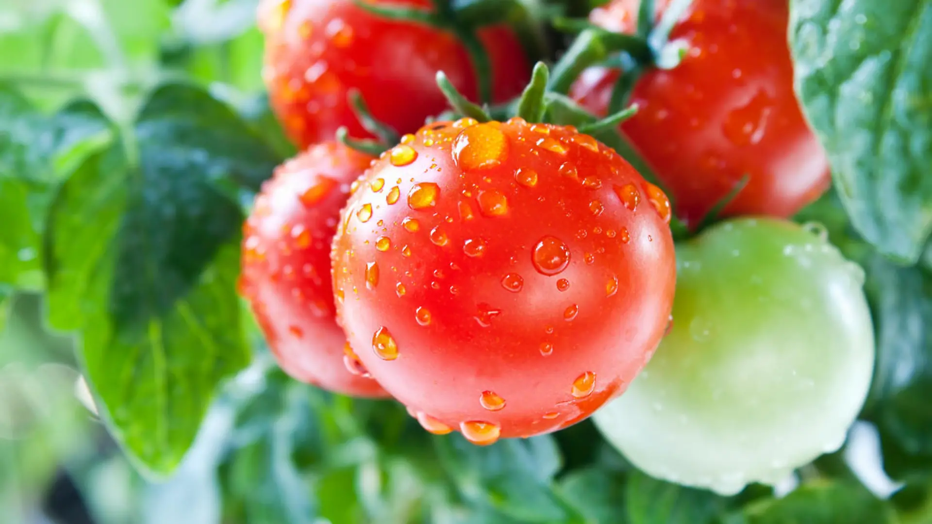 Tomatenpflanzen mit Wassertropfen auf den Früchten