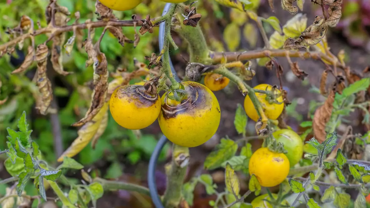 Herangewehte Pilzsporen können Braunfäule bei Tomaten verursachen