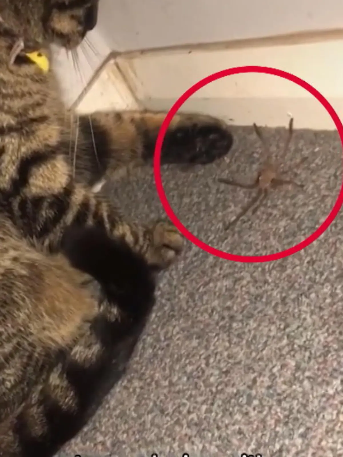 Bild zu: "Katze schießt mit Spinne"
