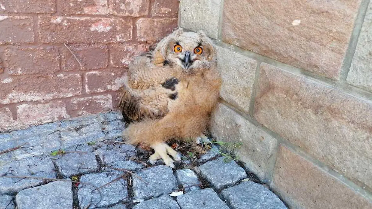 Wer hat diesen Uhu gesehen?