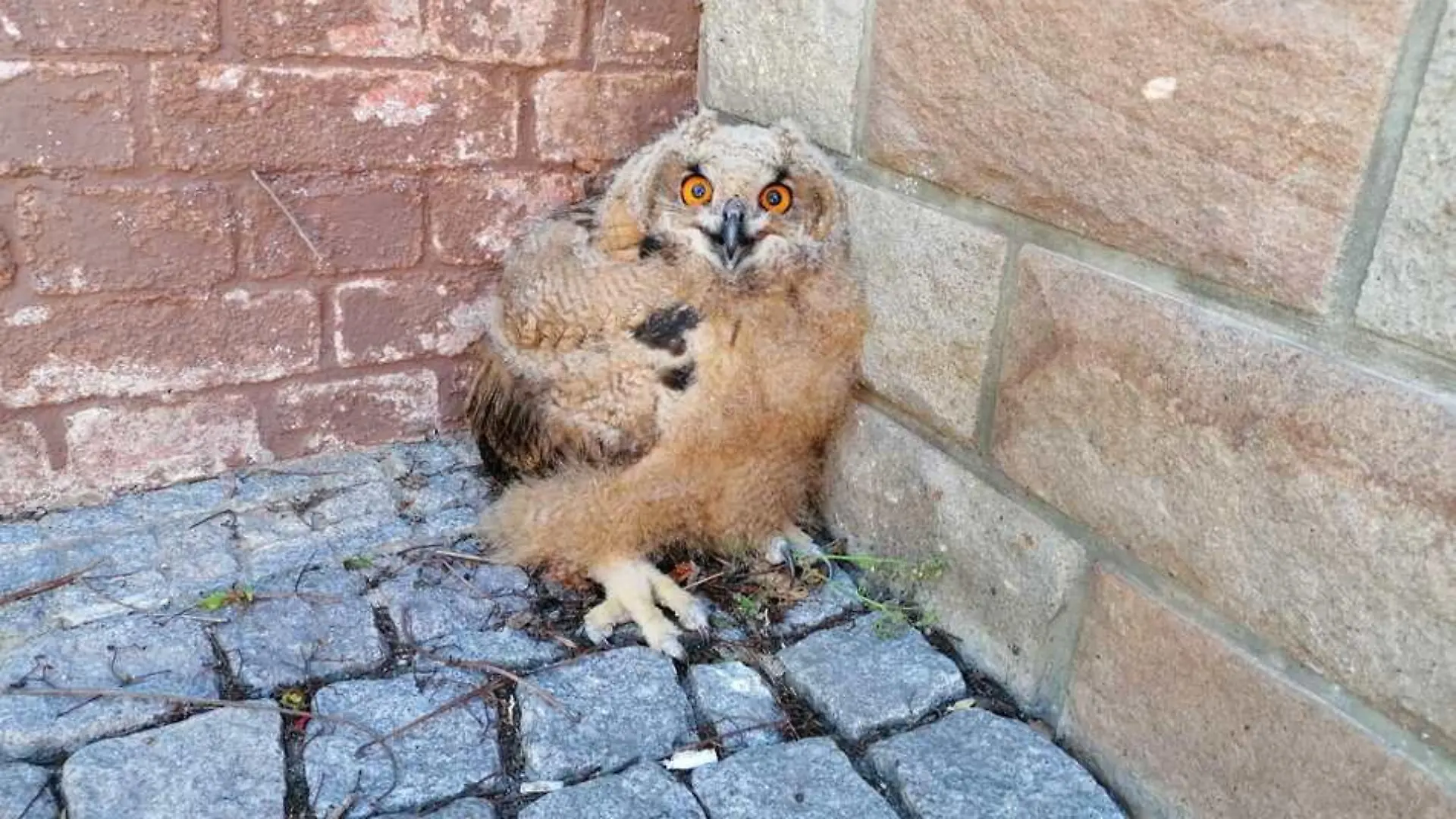 Wer hat diesen Uhu gesehen?