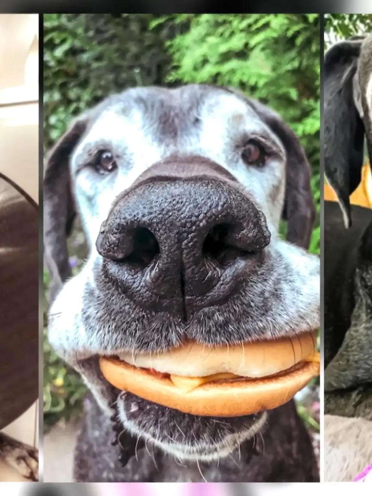 Bild zu: "Petfluencerin Ella, die Dogge ist tot"