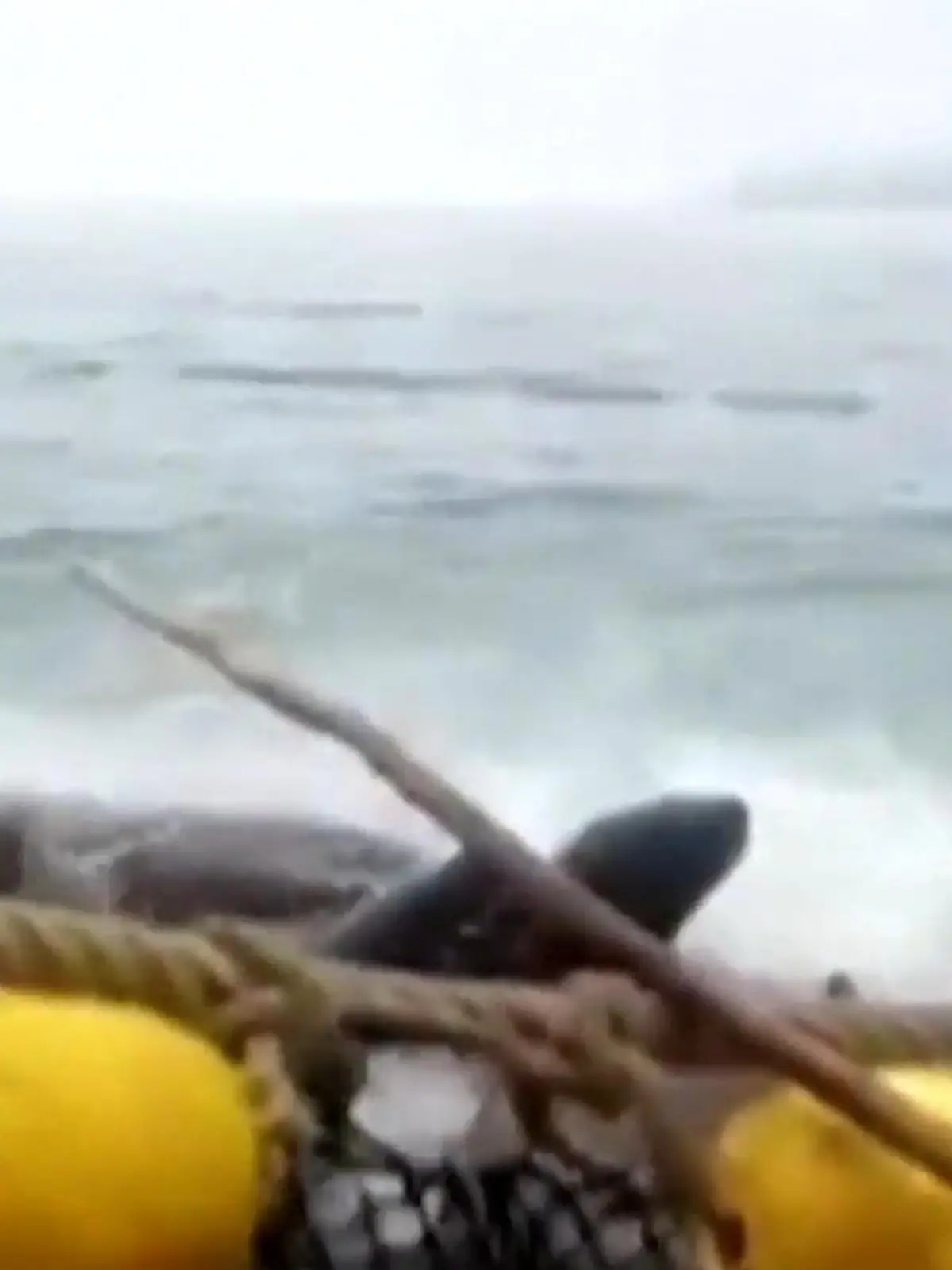 Orcas springen aus dem Wasser, jagen  vor der chilenischen Küste Seelöwen. Was zunächst von den Fischern von ihrem Boot aus bejubelt wird entpuppt sich dann als äußerst gefährlich für sie.