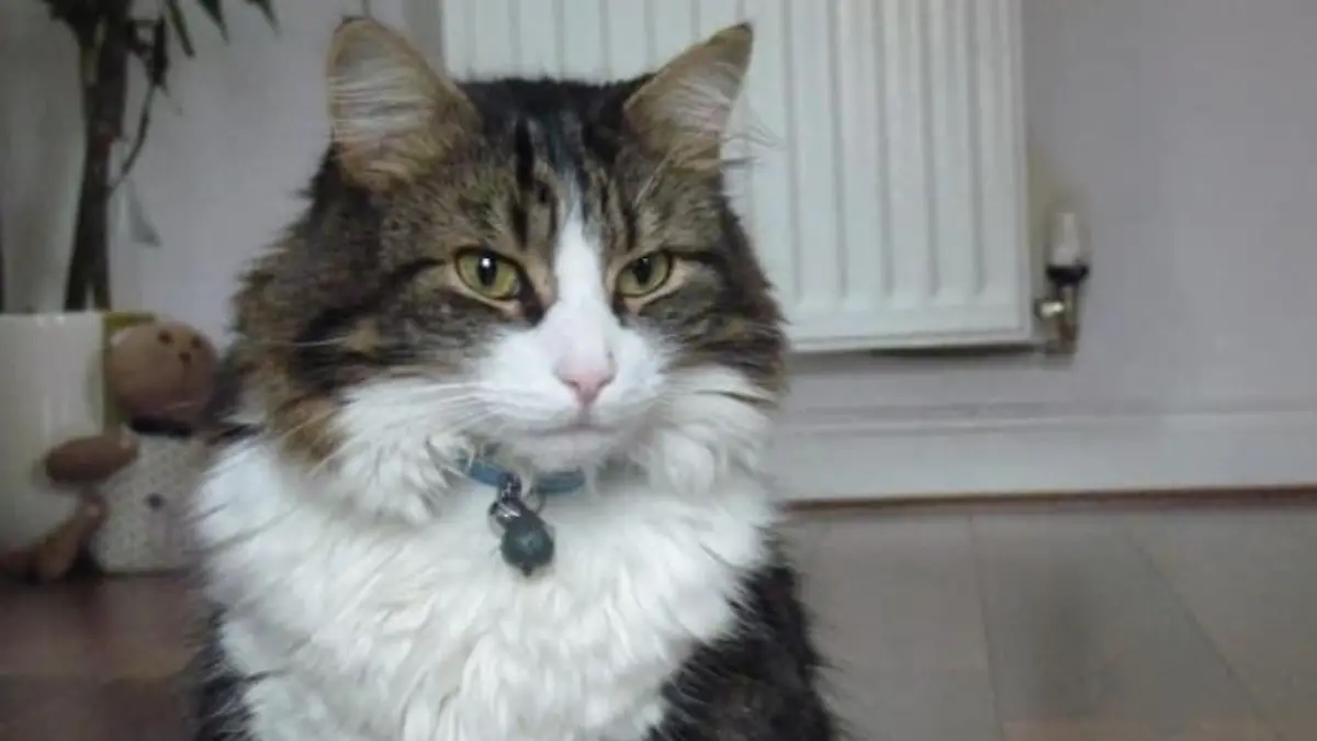 Kater Frankie