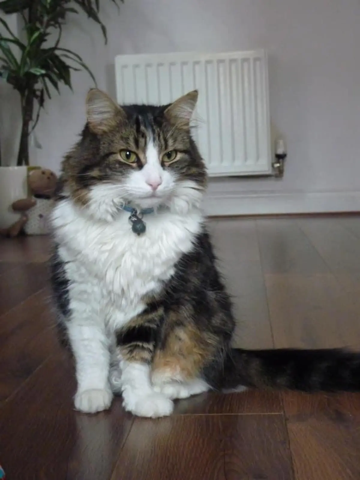 Kater Frankie