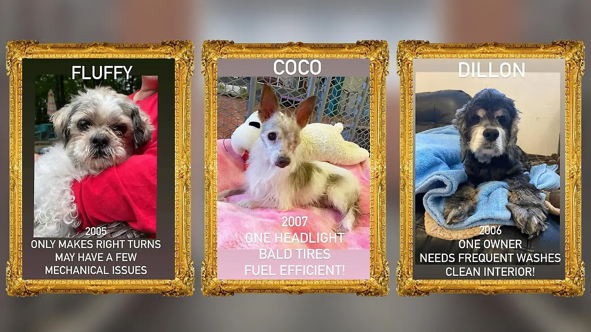 Hunde auf Decken