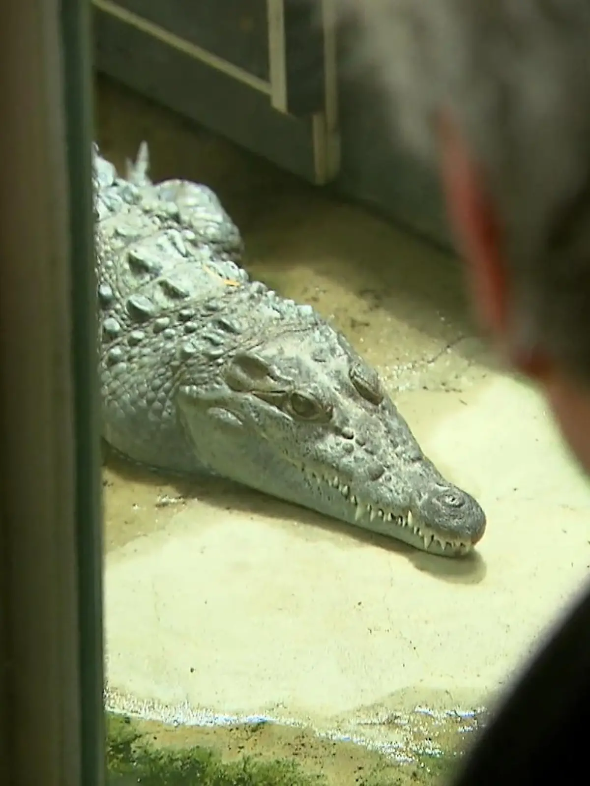 Bild zu: "Kölner Zoo fliegt Krokodile aus"
