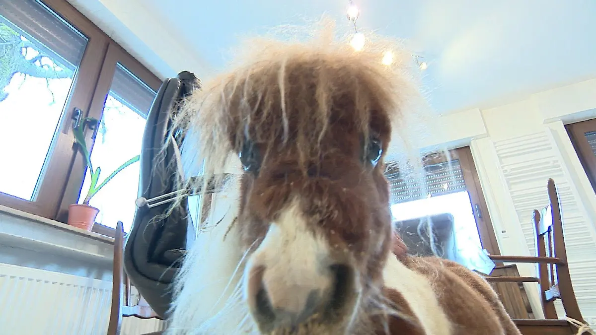 Mini-Shetlandpony Pumuckl ist bereits ausgewachsen - und trotzdem nur 50 Zentimeter groß.