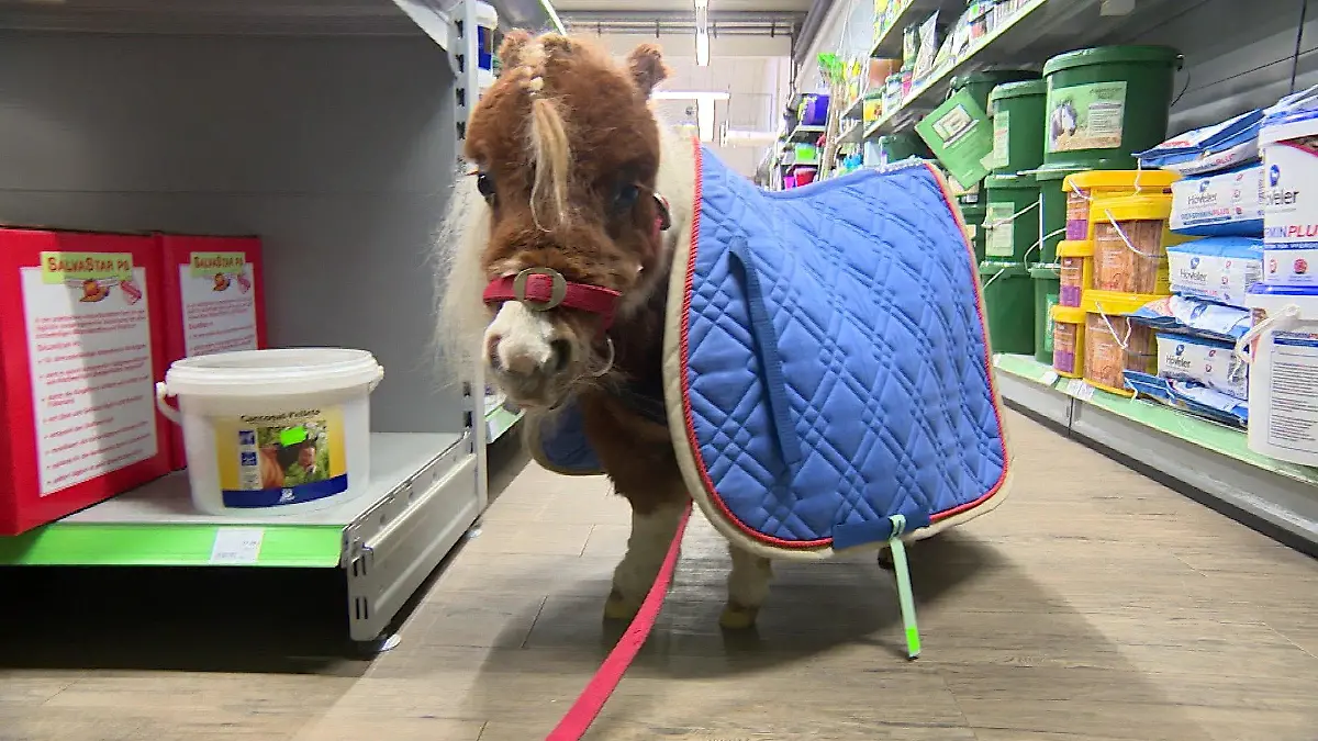 Normalerweise werden Mini.Shetlandponys circa 80 Zentimeter groß. Mit seinen 50 Zentimetern ist Pumuckl auch unter Artgenossen sehr klein.