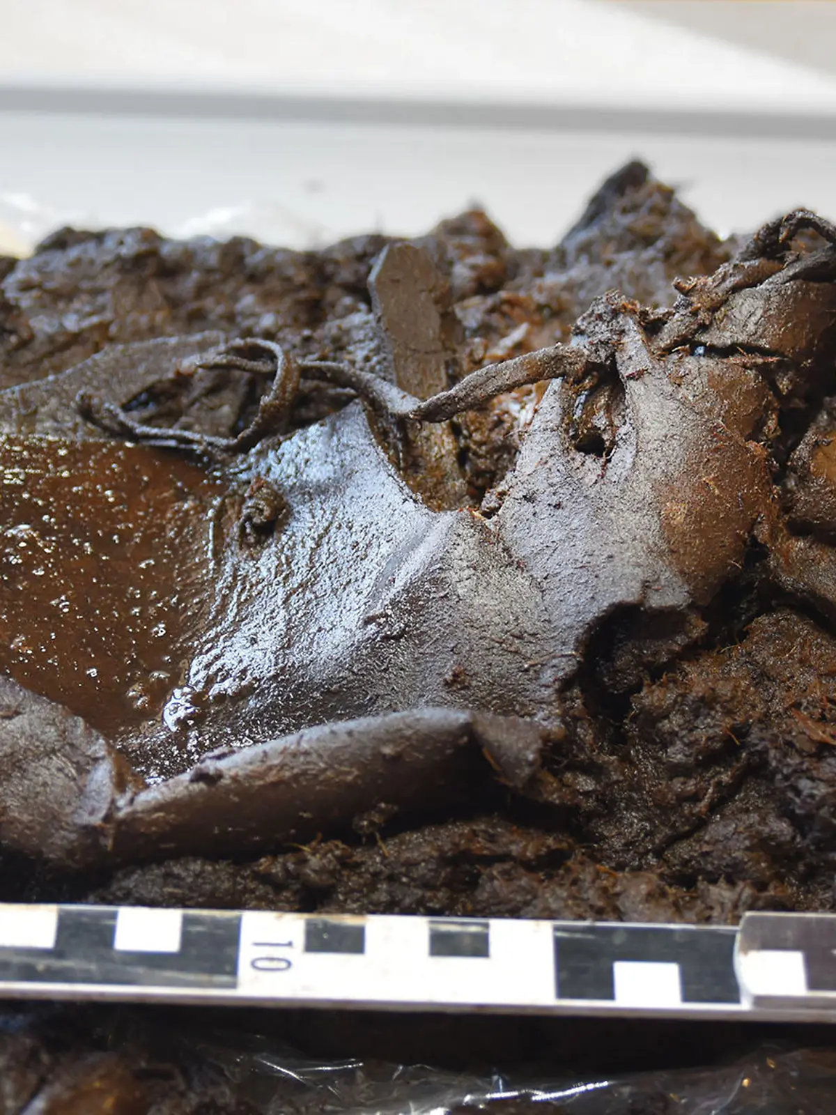 Archäologinnen und Archäologen des Niedersächsischen Landesamts für Denkmalpflege (NLD) und der Vechtaer Grabungsfirma denkmal3D haben einen über 2.000 Jahre alten Lederschuh gefunden.
