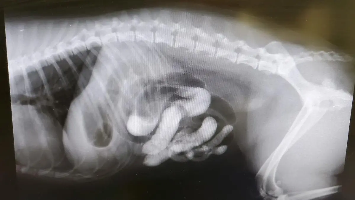Der Hund des Paares wäre beinahe an den großen Mengen Sand gestorben.