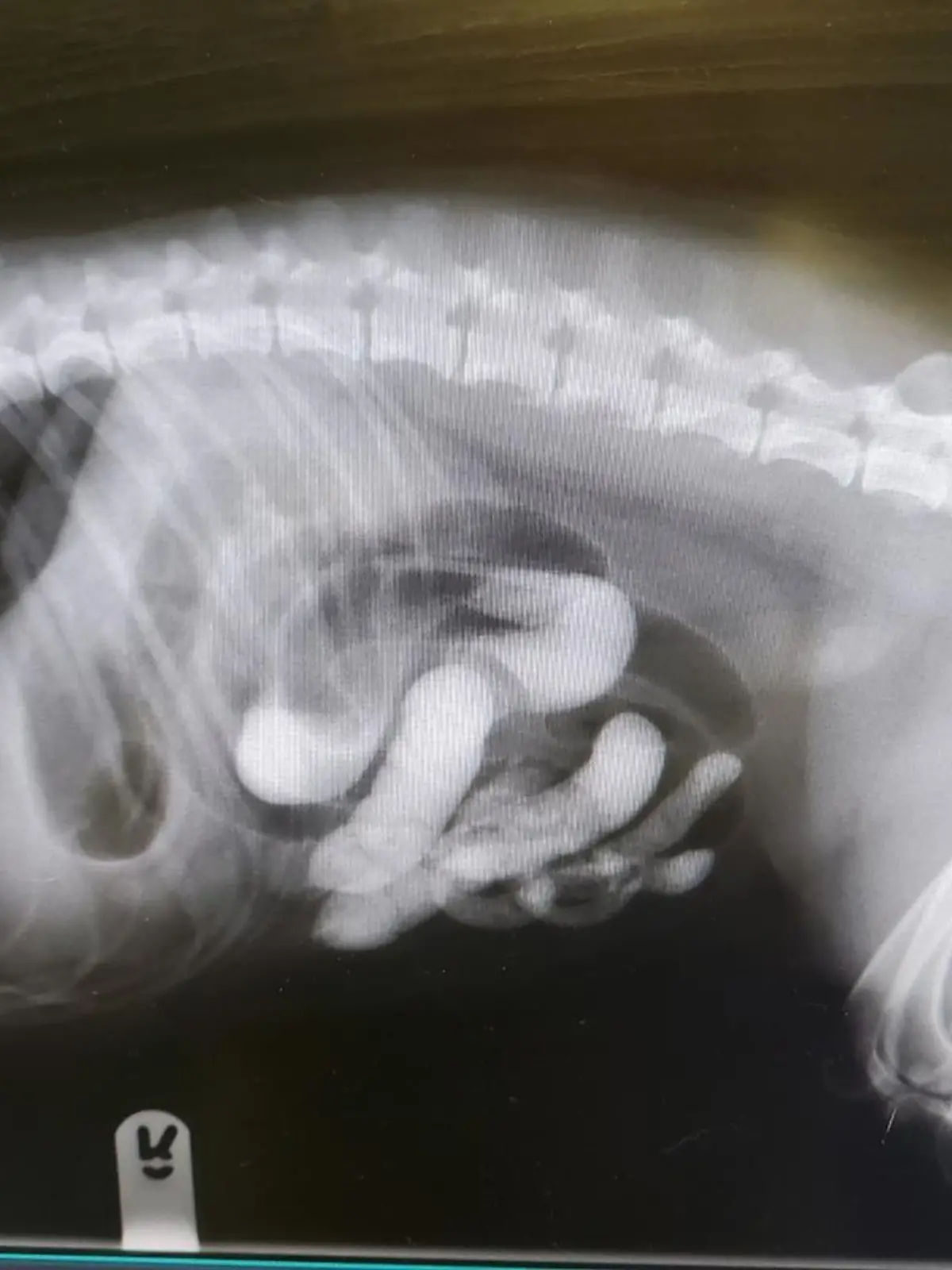 Der Hund des Paares wäre beinahe an den großen Mengen Sand gestorben.