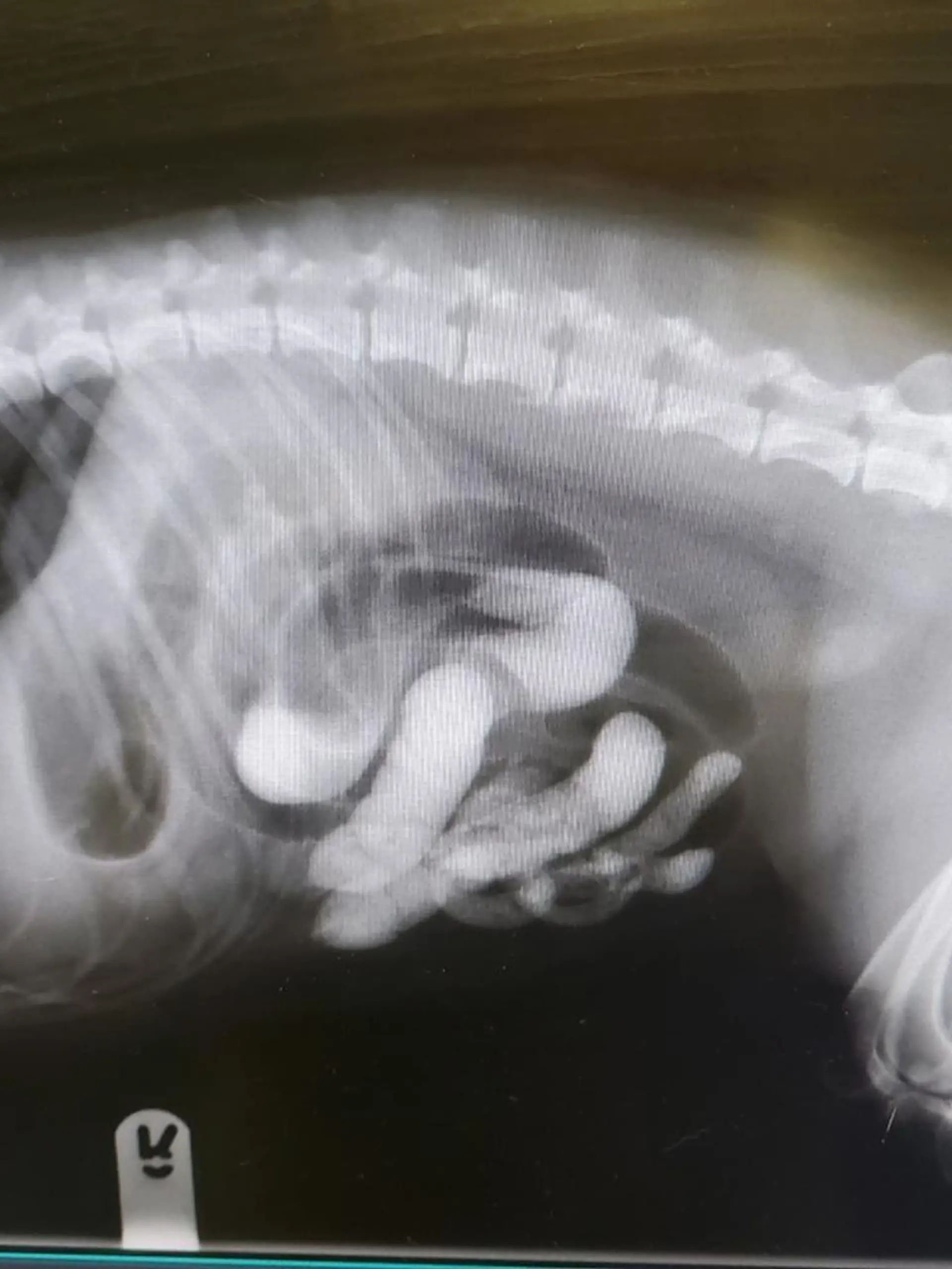 Der Hund des Paares wäre beinahe an den großen Mengen Sand gestorben.