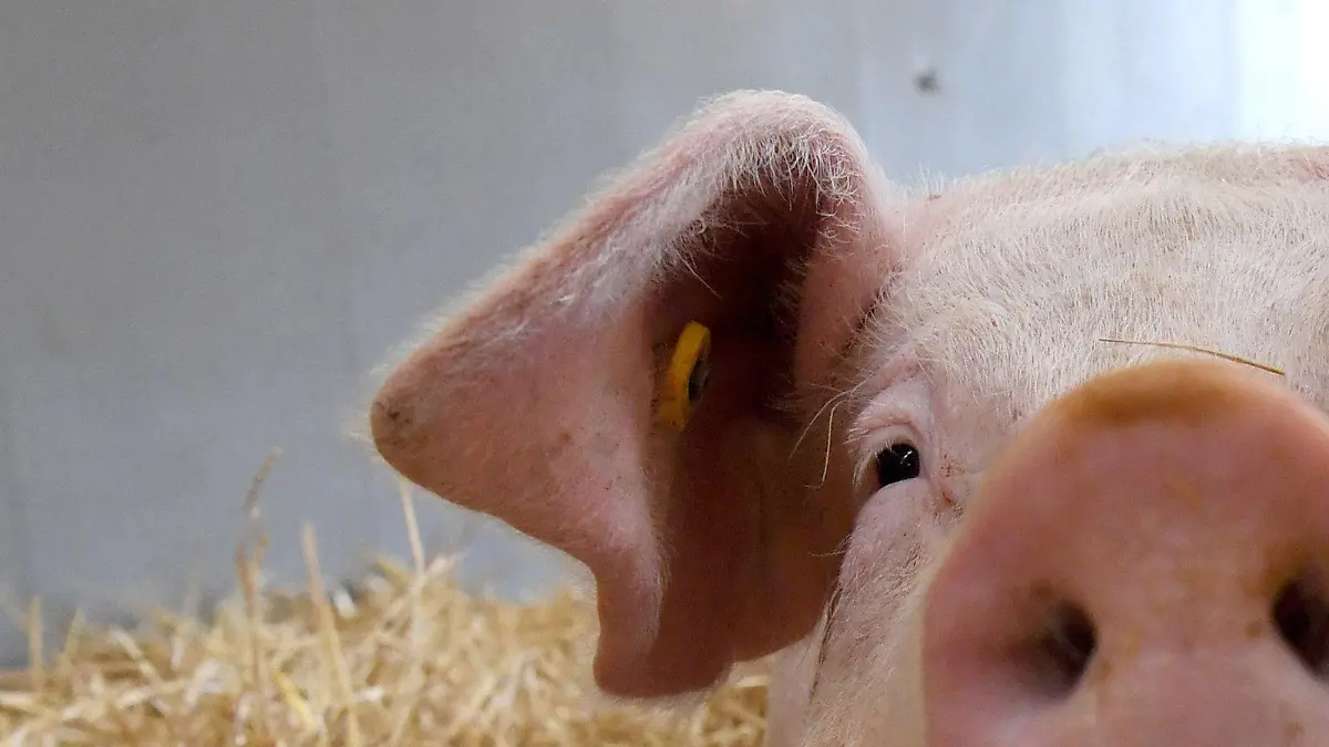ARCHIV - Ein Schwein liegt am 17.06.2016 in einem Schweinestall der Versuchsstation Agrarwissenschaften der Universität Hohenheim in Eningen unter Achalm (Baden-Württemberg) auf Stroh. (zu dpa «Was bringt das staatliche Tierwohl-Label?» vom 19.01.2017) Foto: Marijan Murat/dpa +++(c) dpa - Bildfunk+++