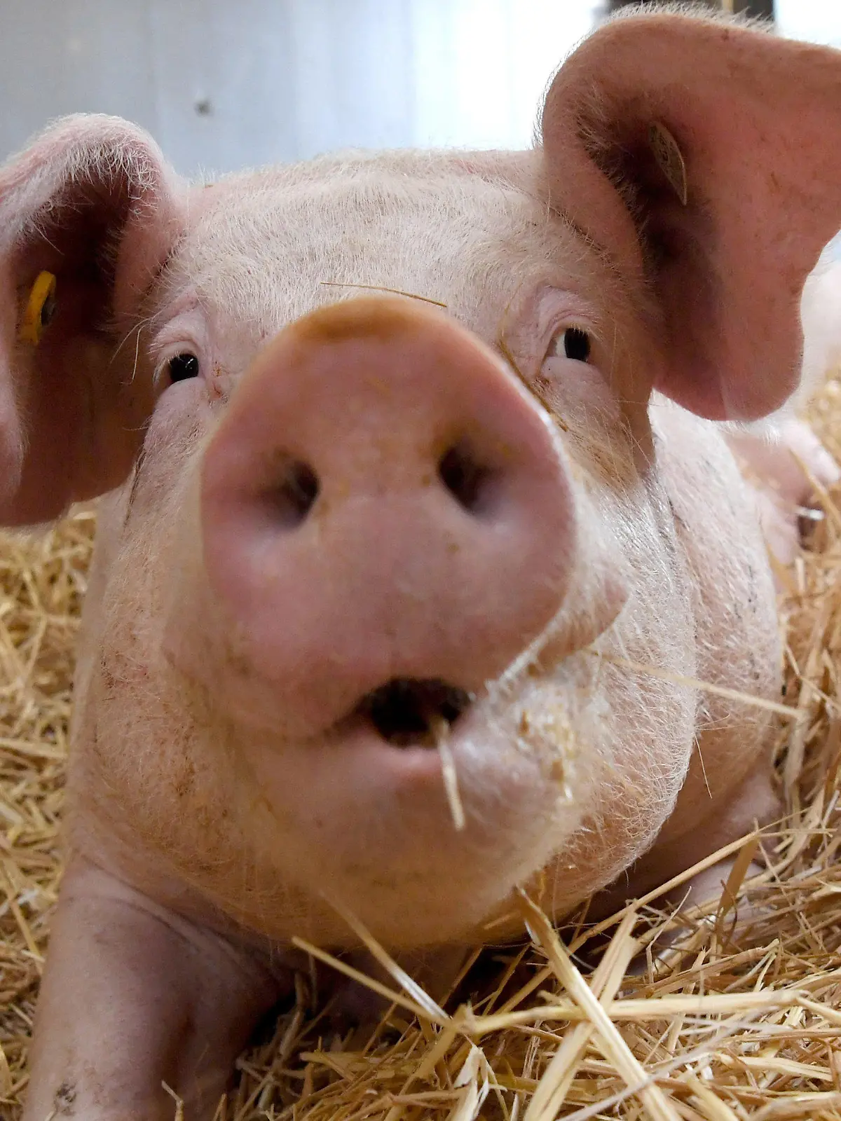 ARCHIV - Ein Schwein liegt am 17.06.2016 in einem Schweinestall der Versuchsstation Agrarwissenschaften der Universität Hohenheim in Eningen unter Achalm (Baden-Württemberg) auf Stroh. (zu dpa «Was bringt das staatliche Tierwohl-Label?» vom 19.01.2017) Foto: Marijan Murat/dpa +++(c) dpa - Bildfunk+++