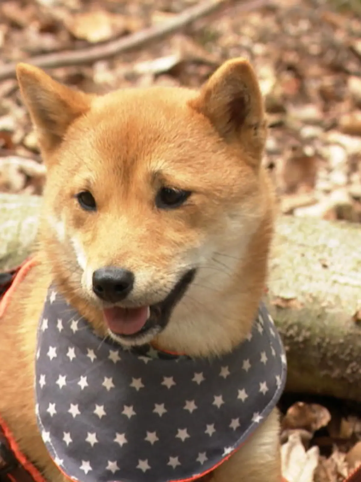 Bild zu: "Shiba Inu Yumi bekommt Prothesen"