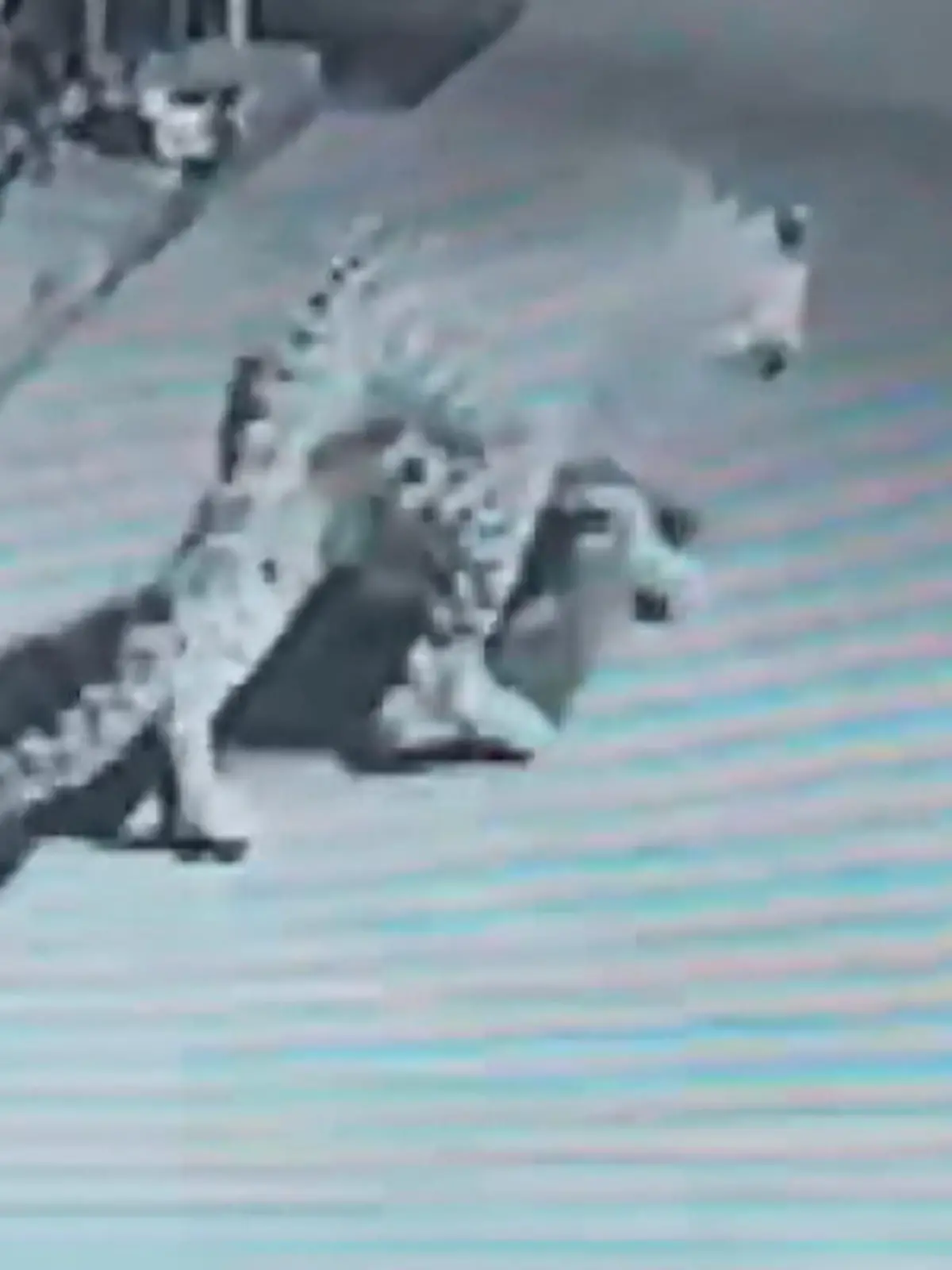 Leopard schleicht sich an.