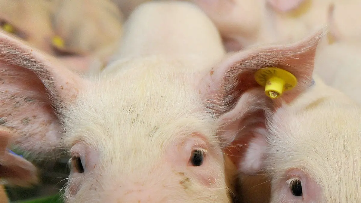 ARCHIV - Ferkel stehen am 05.11.2014 in einem nach der "Initiative Tierwohl" ausgestatteten Stall in Hilter (Niedersachsen). (zu dpa "Landwirte mästen wieder mehr Schweine - Zahl der Betriebe sinkt aber" vom 12.01.2017) +++(c) dpa - Bildfunk+++