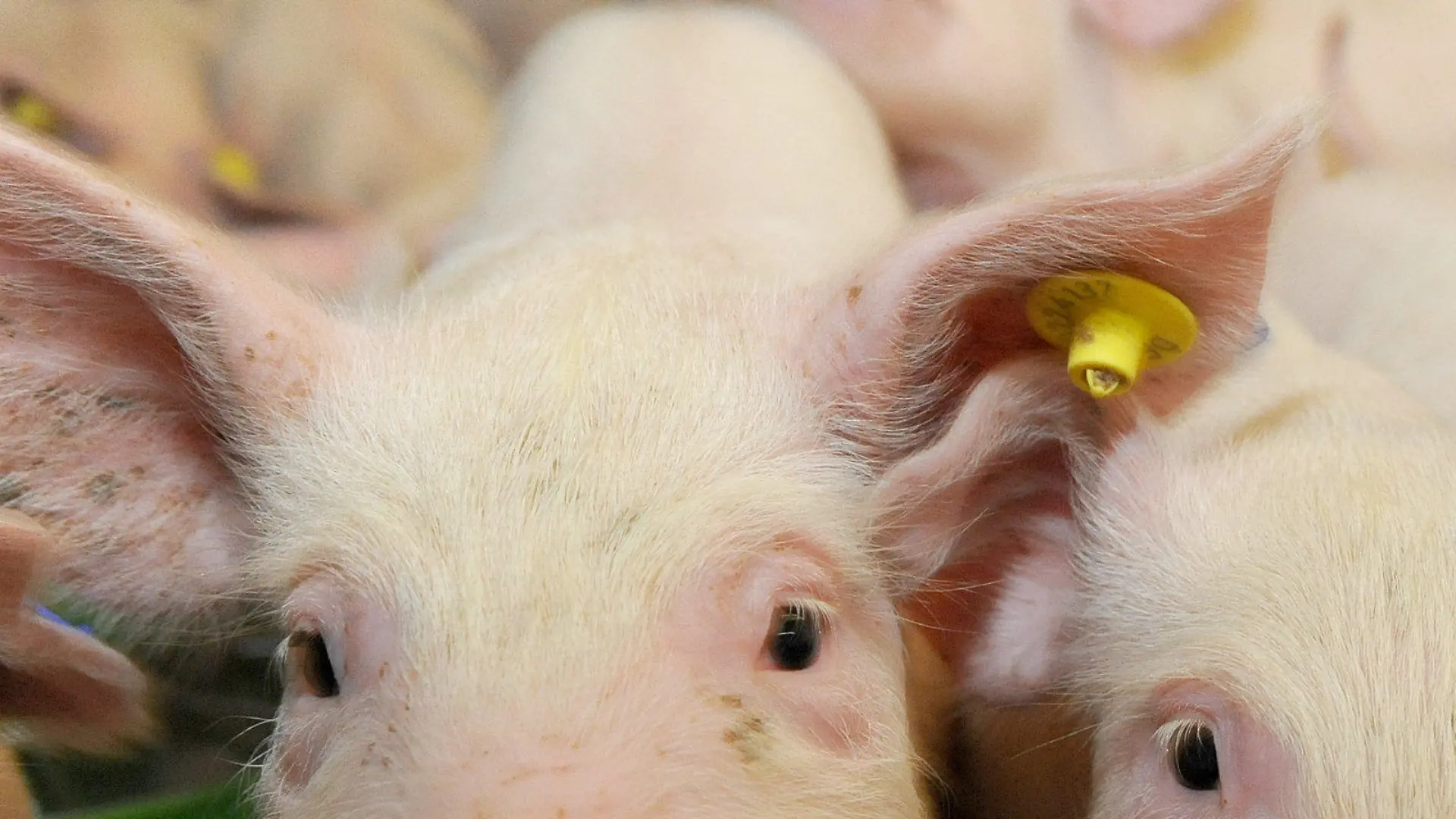 ARCHIV - Ferkel stehen am 05.11.2014 in einem nach der "Initiative Tierwohl" ausgestatteten Stall in Hilter (Niedersachsen). (zu dpa "Landwirte mästen wieder mehr Schweine - Zahl der Betriebe sinkt aber" vom 12.01.2017) +++(c) dpa - Bildfunk+++