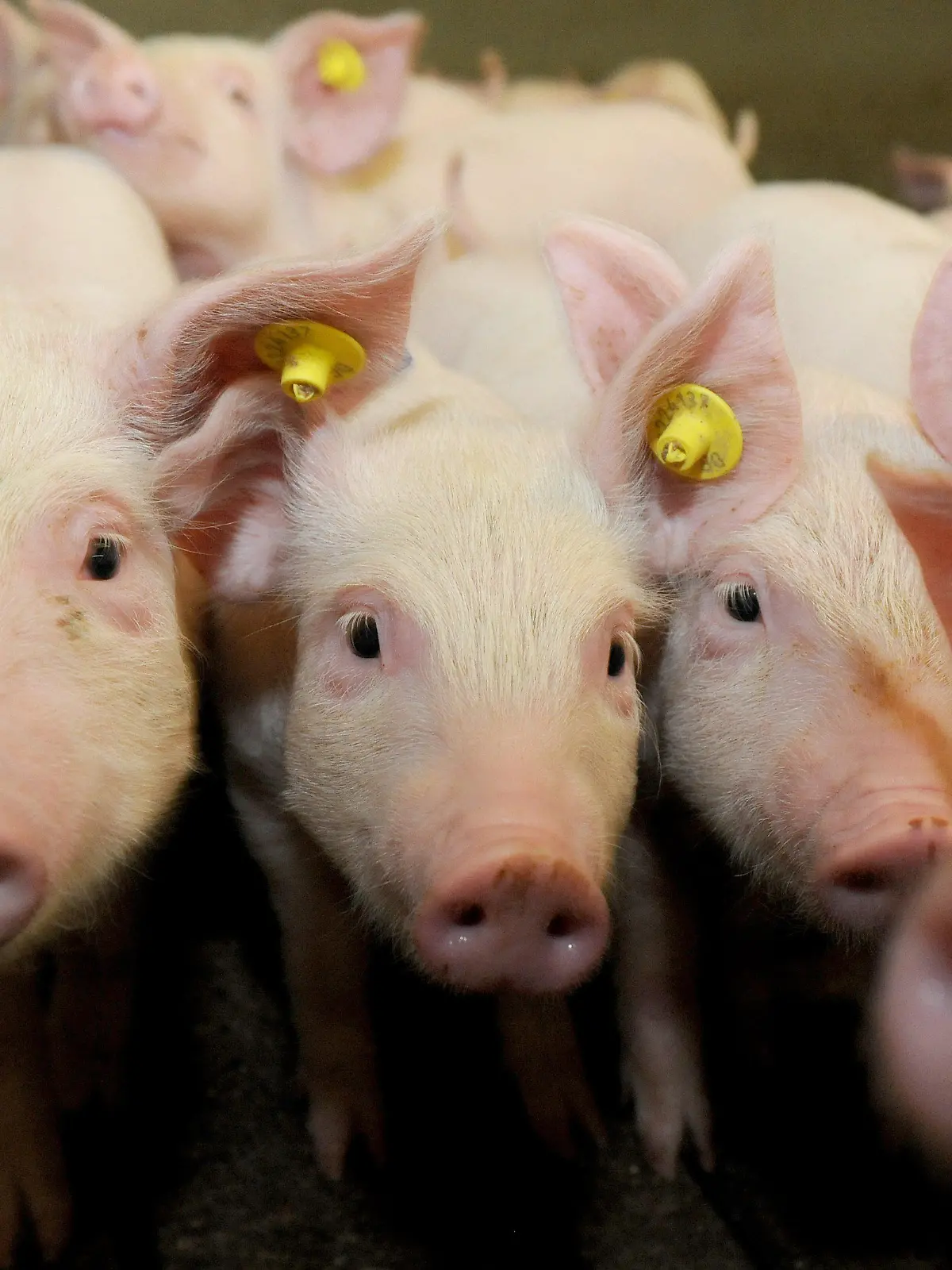 ARCHIV - Ferkel stehen am 05.11.2014 in einem nach der "Initiative Tierwohl" ausgestatteten Stall in Hilter (Niedersachsen). (zu dpa "Landwirte mästen wieder mehr Schweine - Zahl der Betriebe sinkt aber" vom 12.01.2017) +++(c) dpa - Bildfunk+++