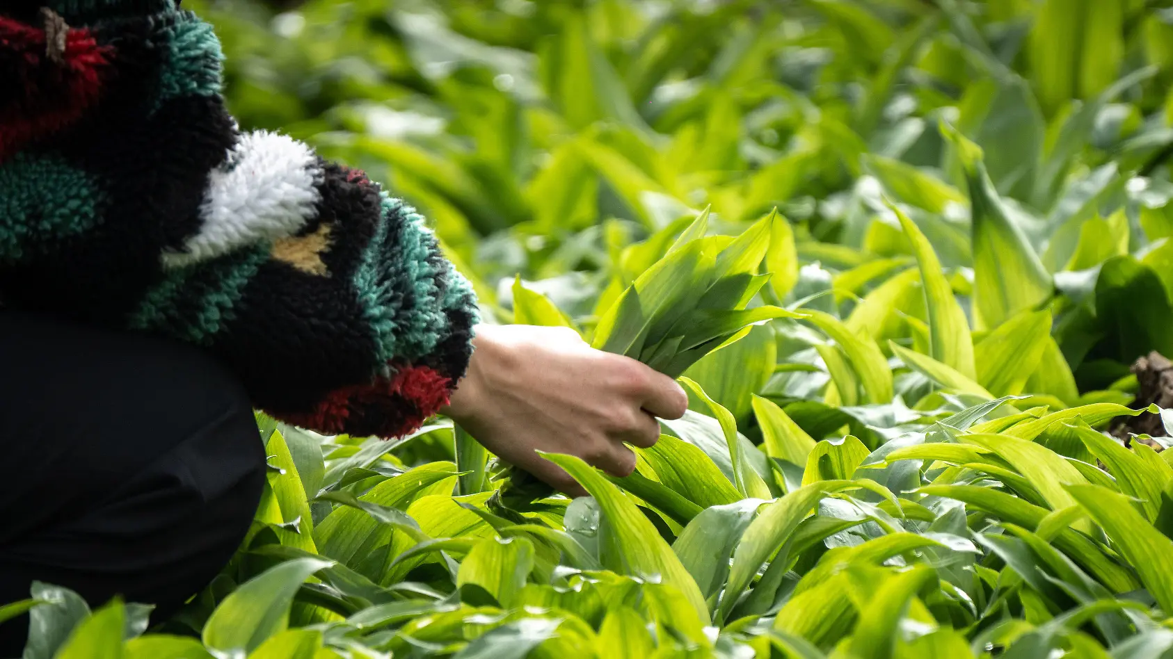 Fünf einfache Rezepte mit Bärlauch